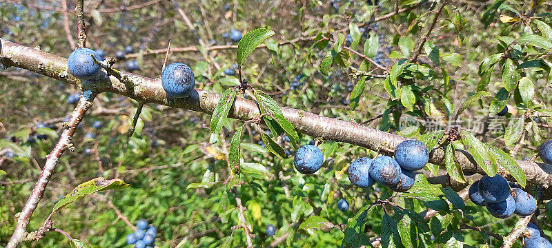 黑刺李，黑刺李(Prunus spinosa)果实